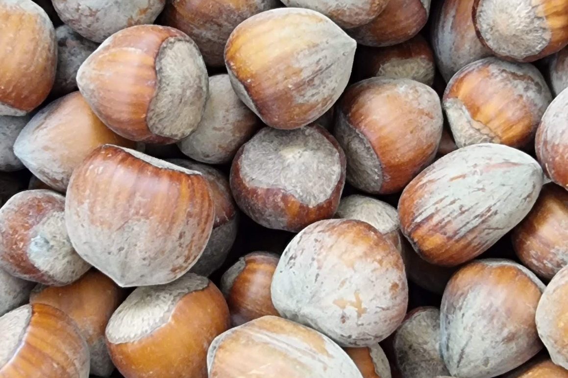 Hazelnuts in their shells