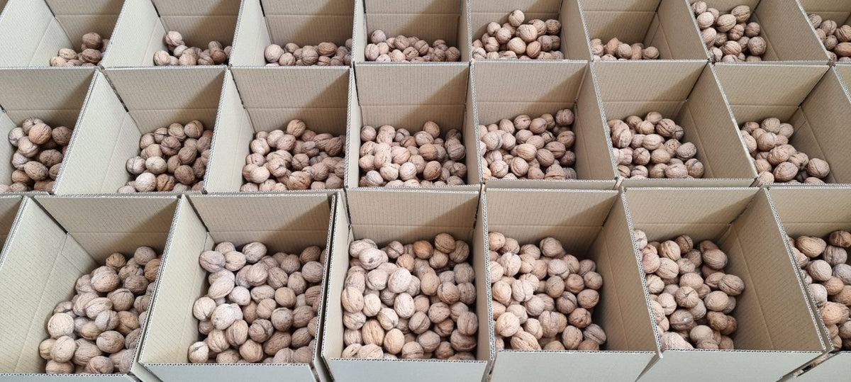 Walnuts in their shells in cardboard boxes