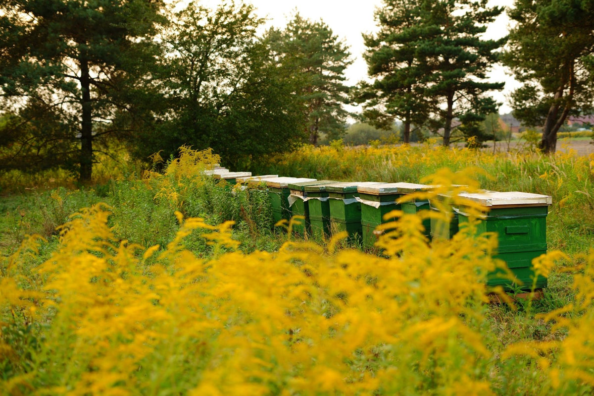 Beehives among flowering goldenrod