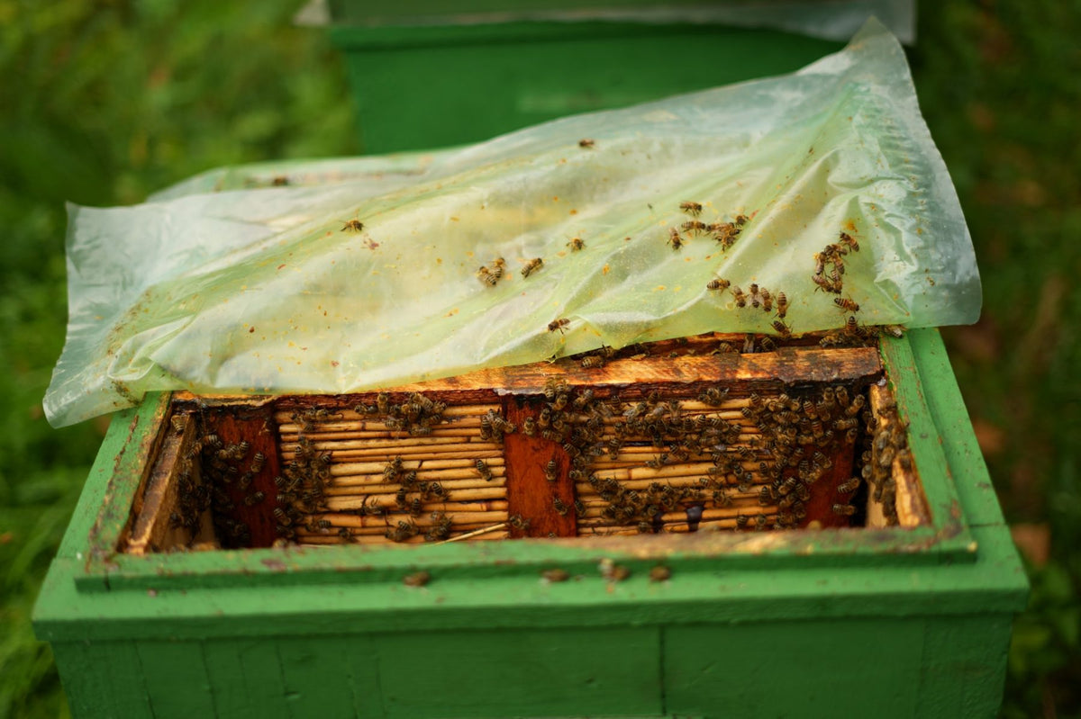 Open beehive with bees